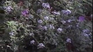 است که یک مرد و زن تصویری و پسر بچه سلما ویدئو